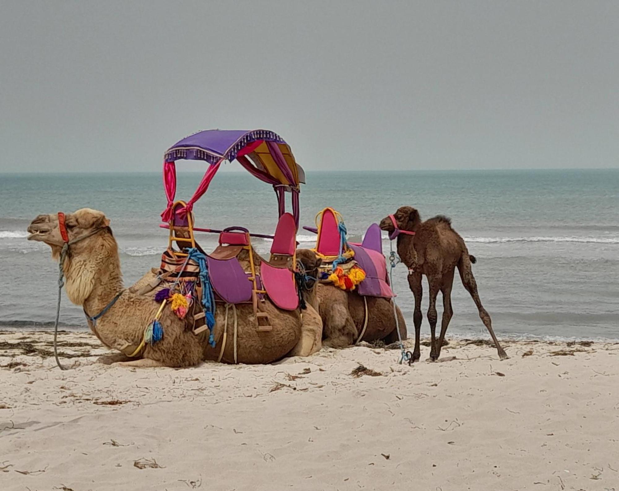 Dar El Kahina Djerba Hotel Mezraia ภายนอก รูปภาพ